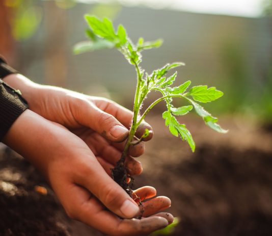 Томаты в пелёнках — выносливая рассада по методу Галины Кизимы