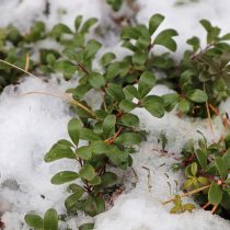 Клюква (Vaccinium oxycoccos)