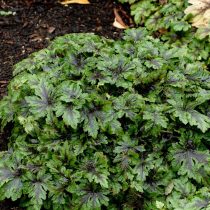 Тиарелла (Tiarella)