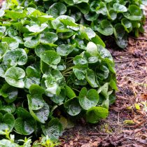 Копытень европейский (Asarum europaeum)