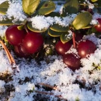 Брусника (Vaccinium vitis-idaea)