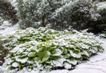 Вместо серых веток — зелень! Растения, которые украшают сад зимой