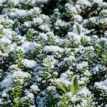 Водяника или шикша (Empetrum nigrum)