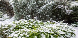 Вместо серых веток — зелень! Растения, которые украшают сад зимой - Лучшее Вместо серых веток — зелень! Растения, которые украшают сад зимой