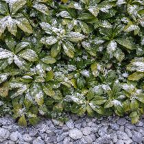 пахизандра верхушечная (Pachysandra terminalis)