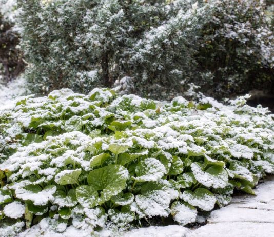 Вместо серых веток — зелень! Растения, которые украшают сад зимой - Цветник и ландшафт Вместо серых веток — зелень! Растения, которые украшают сад зимой