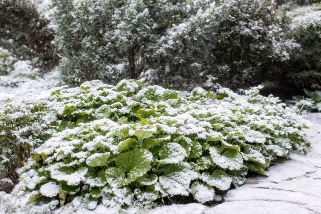 Вместо серых веток — зелень! Растения, которые украшают сад зимой
