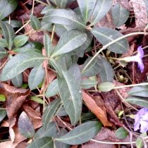 На Кавказе в зимние оттепели барвинок даже цветёт