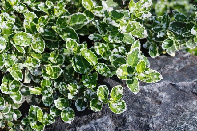 Бересклет Форчуна образует аккуратные ковры из лежачих и приподнимающихся побегов высотой до 40 см. Цветы и плоды декоративной роли не играют — вся красота сосредоточена в плотной вечнозелёной листве, особенно у пестролистных сортов.