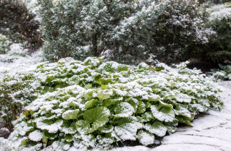 Вместо серых веток — зелень! Растения, которые украшают сад зимой Вместо серых веток — зелень! Растения, которые украшают сад зимой