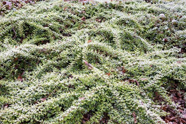 Кизильник горизонтальный — распростёртый кустарник с крошечными, но выносливыми листиками. Легко переносит морозы до −20 °C и обычно зимует под снегом. Весной украшен бутонами, летом — зелёными плодами, а осенью вспыхивает красными ягодами и листвой.