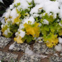 Гейхера (Heuchera)
