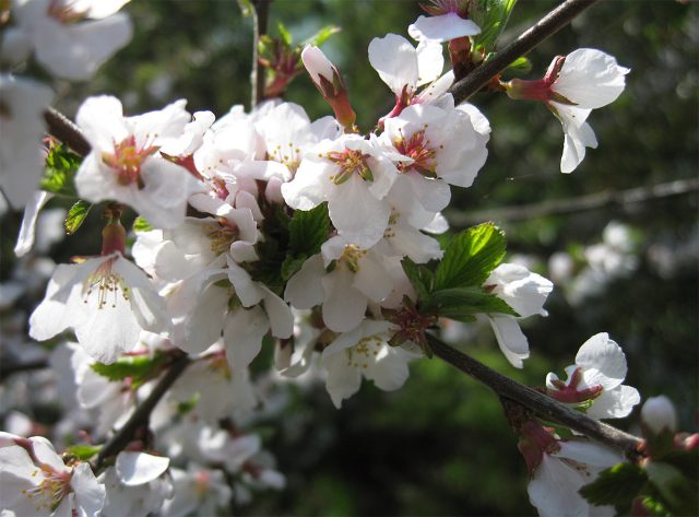 Во время цветения войлочная вишня выглядит как воздушное розово-белое облако — идеальный акцент для маленького сада. А потом появляются сладкие ягоды для варенья. Любит солнце и дренаж, и лучше растёт, когда рядом посажены разные сорта.