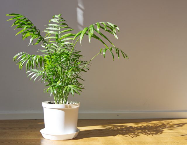 Хамедорея изящная выглядит как лёгкий, аккуратный зелёный куст с тонкими стволиками и мягкой перистой листвой, которая остаётся плотной даже в полутени и глубине комнаты.