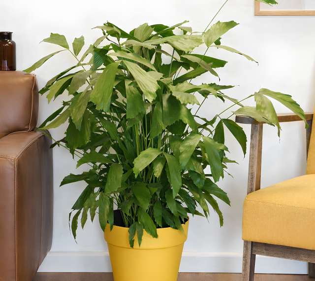 Кариота мягкая отличается необычной формой листьев с неровными, «рваными» краями, которые сразу делают растение узнаваемым.