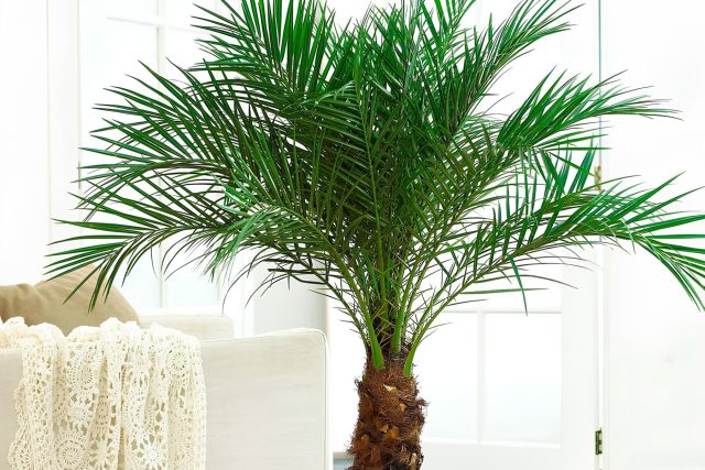 Финиковая пальма Робелена образует раскидистую, но аккуратную крону с мягкими перистыми листьями и выразительным фактурным стволом.