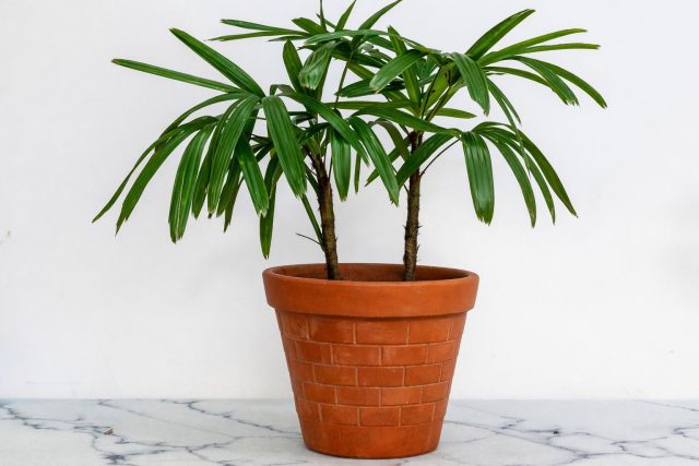 Рапис высокий формирует плотный, компактный куст с веерными листьями, разделёнными на узкие сегменты, и долго остаётся аккуратным по размеру.