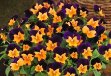 Бальзамин, львиный зев, фиалка рогатая – новинки сортов, которые удивят! Бальзамин, львиный зев, фиалка рогатая – новинки сортов, которые удивят!