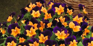 Бальзамин, львиный зев, фиалка рогатая – новинки сортов, которые удивят! - Блоги компаний Бальзамин, львиный зев, фиалка рогатая – новинки сортов, которые удивят!