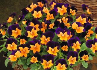 Бальзамин, львиный зев, фиалка рогатая – новинки сортов, которые удивят!