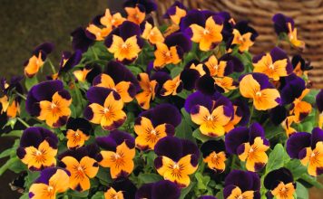Бальзамин, львиный зев, фиалка рогатая – новинки сортов, которые удивят! Бальзамин, львиный зев, фиалка рогатая – новинки сортов, которые удивят!
