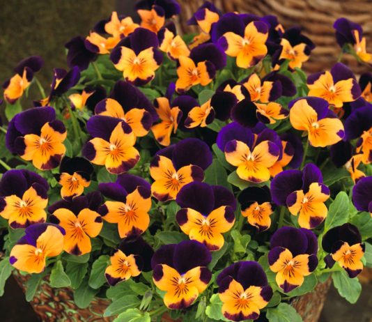 Бальзамин, львиный зев, фиалка рогатая – новинки сортов, которые удивят!