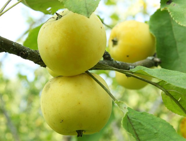 Одна из самых ранних яблонь, созревающая уже в июле. Маленькие прозрачные плоды с медовым вкусом и нежной мякотью — редкий пример ультрараннего сорта с характером. Одна из самых ранних яблонь, созревающая уже в июле. Маленькие прозрачные плоды with медовым вкусом и нежной мякотью — редкий пример ультрараннего сорта с характером.