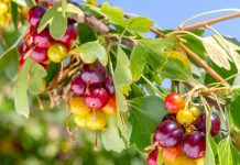 Золотистая смородина — сажать или нет? Все «за» и «против» Золотистая смородина — сажать или нет? Все «за» и «против»