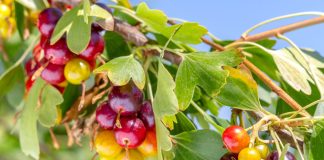 Золотистая смородина — сажать или нет? Все «за» и «против» - Лучшее Золотистая смородина — сажать или нет? Все «за» и «против»