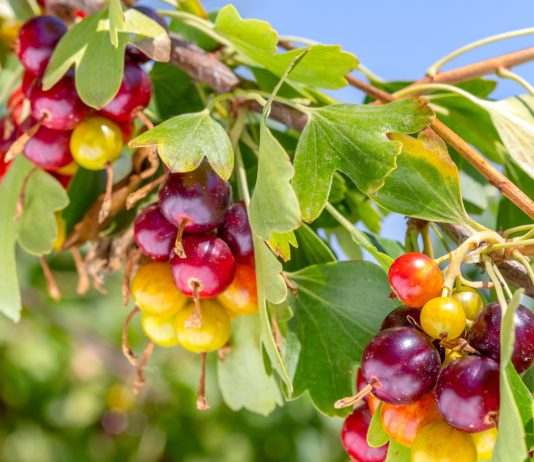 Золотистая смородина — сажать или нет? Все «за» и «против»