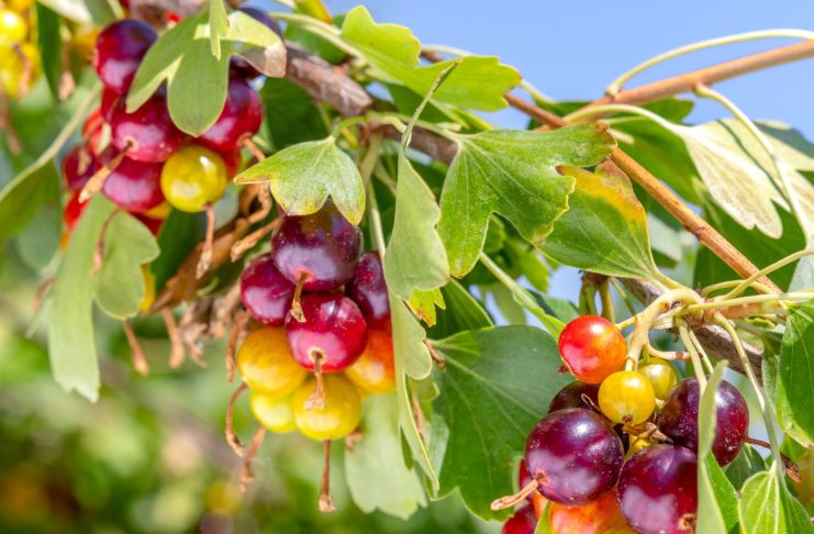 Золотистая смородина — сажать или нет? Все «за» и «против» Золотистая смородина — сажать или нет? Все «за» и «против»