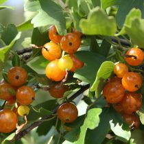 Смородина Драгунская формирует мощный куст и стабильно даёт до 5 кг ягод. Плоды красные с тёмными штрихами, округлые, среднего размера, с приятным кисло-сладким вкусом. Смородина Драгунская формирует мощный куст и стабильно даёт до 5 кг ягод. Плоды красноватые, округлые, среднего размера, с приятным кисло-сладким вкусом.