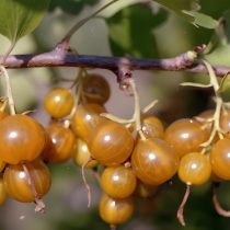 Золотистая смородина Медовый спас рано зацветает и образует густооблиственный куст. Ягоды оранжево-жёлтые, крупные, сочные, со сбалансированным кисловато-сладким вкусом. Золотистая смородина Медовый спас рано зацветает и образует густооблиственный куст. Ягоды оранжево-жёлтые, крупные, сочные, со сбалансированным кисловато-сладким вкусом.