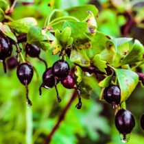 Сорт Шафак даёт крупные тёмно-вишнёвые ягоды вытянутой формы. Даже после подмерзания побегов куст быстро восстанавливается и стабильно плодоносит. Сорт Шафак даёт крупные тёмно-вишнёвые ягоды вытянутой формы. Даже после подмерзания побегов куст быстро восстанавливается и стабильно плодоносит.