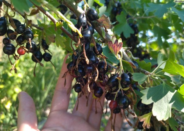 Ягоды золотистой смородины богаты каротином, витаминами и минералами. Они содержат много сахаров, пектина и йода, поддерживают пищеварение, укрепляют сосуды и помогают организму восстанавливаться. Ягоды золотистой смородины богаты каротином, витаминами и минералами. Они содержат много сахаров, пектина и йода, поддерживают пищеварение, укрепляют сосуды и помогают организму восстанавливаться.