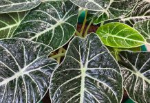 Алоказия — уход в домашних условиях