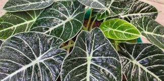 Алоказия — уход в домашних условиях