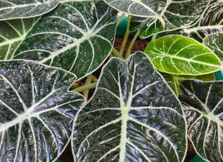 Алоказия — уход в домашних условиях