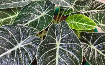 Алоказия — уход в домашних условиях