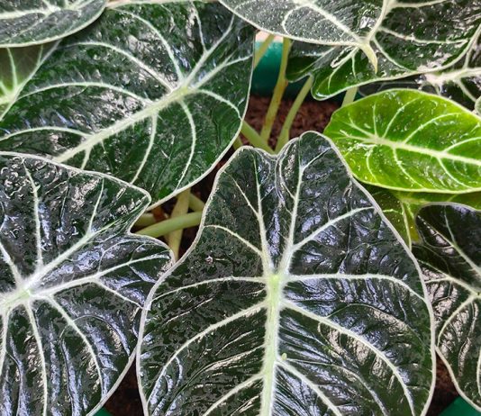 Алоказия — уход в домашних условиях - Комнатные растения Алоказия — уход в домашних условиях