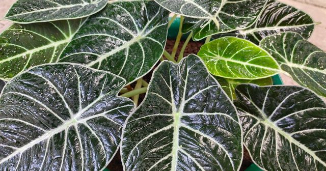 Алоказия — уход в домашних условиях Алоказия — уход в домашних условиях