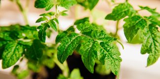 Аминокислоты для рассады — от здоровых ростков к богатому урожаю