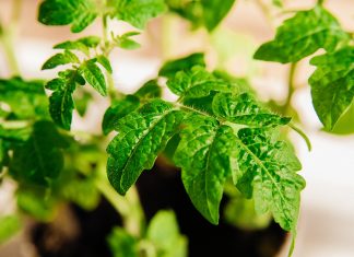 Аминокислоты для рассады — от здоровых ростков к богатому урожаю