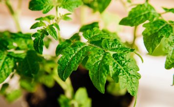 Аминокислоты для рассады — от здоровых ростков к богатому урожаю