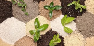 Цеолит для рассады — секрет крепкой корневой системы и защиты от болезней