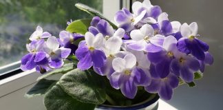 Фиалка на фитильном поливе: пошаговый гид для идеального ухода - Комнатные растения Фиалка на фитильном поливе: пошаговый гид для идеального ухода