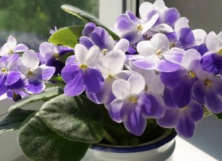 Фиалка на фитильном поливе: пошаговый гид для идеального ухода
