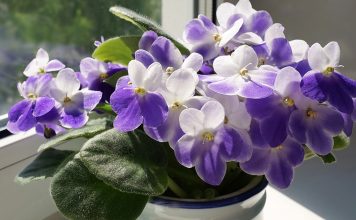 Фиалка на фитильном поливе: пошаговый гид для идеального ухода