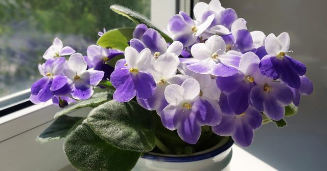 Фиалка на фитильном поливе: пошаговый гид для идеального ухода