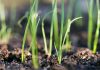 Сеем лук-порей на рассаду: пошаговая инструкция для садоводов - Сад и огород Сеем лук-порей на рассаду: пошаговая инструкция для садоводов